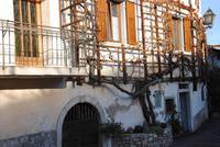 Grafengasse 11 - älteste Weinrebe Europas