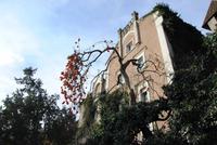 Kakifrüchte - Baum im Zentrum von Meran