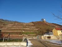 Weinberge Schloss Wackerbarth
