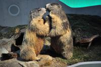 Haus der Berge, Berchtesgaden