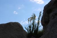 Frühblüher bei dem Ggantija Tempel in Xaghra