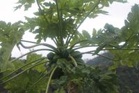 Aussichtspunkt bei Santana