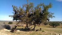 auf dem Weg nach Taroudant - Ziegen auf Arganienbäumen