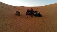 Dromedarritt bei Merzouga
