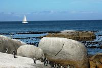Boulder`s Beach