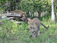 erbitterter Kampf um erlegtes Warzenschwein
