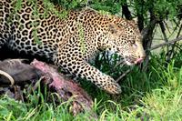 Lecker Warzenschwein!