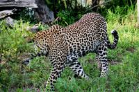 Leopard entspannt - wir nicht so ganz!