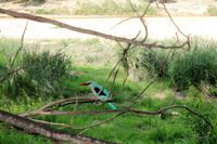 Hausvogel - Simbavati River Lodge