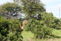 ....zum Lieblingsbaum