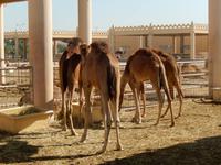 289 Bahrain - königliche Kamelfarm