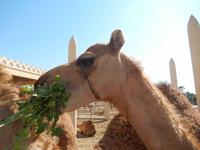 293 Bahrain - königliche Kamelfarm