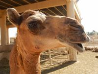 298 Bahrain - königliche Kamelfarm