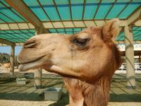 299 Bahrain - königliche Kamelfarm