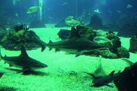 Lissabon Oceanario