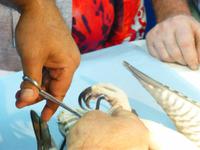 Falkenklinik Dr. Müller Abu Dhabi