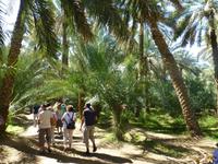Al Ain Oase