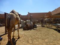Al Ain Kamelmarkt