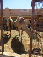 Al Ain Kamelmarkt