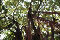 Urwald in Taipeh