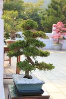 Bonsai im Schrein der Märtyrer