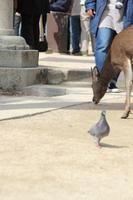 Miyajima-Insel - Japan
