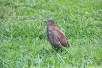 IMG_9946