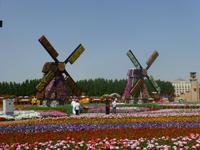 Miracle Garden Dubai
