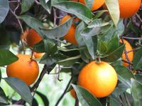 Orangen