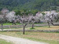 Mandelblüte auf Mallorca