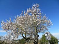 Mandelblüte auf Mallorca
