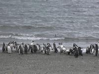 Magellanpinguin