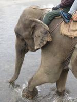 Elefantenritt im Chitwan