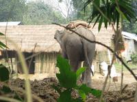 setzt sich zwischen w und au