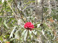 erste Rhododendronblüten im Februar