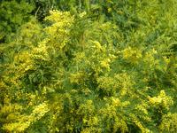 Spaziergang nach Taormina