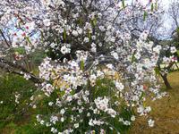 Mandelblüte