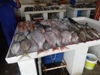 Sharjah Fischmarkt