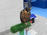 Falkenklinik Abu Dhabi