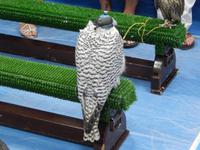 Falkenklinik Abu Dhabi