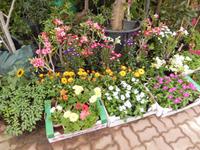 Freitagsmarkt auf dem Weg zur Ostküste