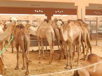 Kamelmarkt in Al Ain