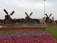 Miracle Gardens in Dubai