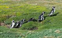 Punta Arenas - Pinguinen - Kreuzfahrt Südamerika – Umrundung Kap Hoorn