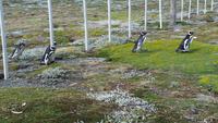Punta Arenas - Pinguinen - Kreuzfahrt Südamerika – Umrundung Kap Hoorn