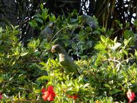 Iguazu Wasserfälle - Kreuzfahrt Südamerika – Umrundung Kap Hoorn