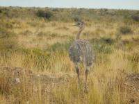 Argentinien - Halbinsel Valdes - Kreuzfahrt Südamerika – Umrundung Kap Hoorn
