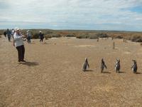 Pinguinen - Halbinsel Valdes - Argentinien - Kreuzfahrt Südamerika – Umrundung Kap Hoorn