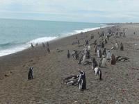 Pinguinen - Halbinsel Valdes - Argentinien - Kreuzfahrt Südamerika – Umrundung Kap Hoorn