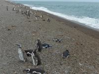 Pinguinen - Halbinsel Valdes - Argentinien - Kreuzfahrt Südamerika – Umrundung Kap Hoorn